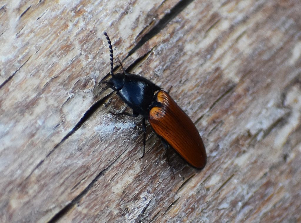 Elateridae: quale Ampedus? A. nigroflavus